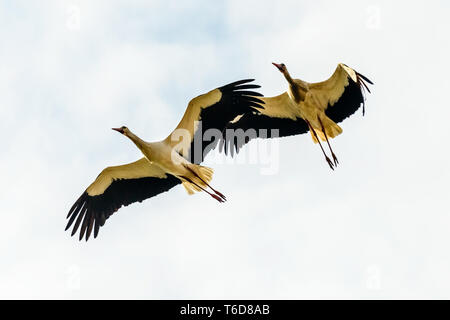 Biebrza Tal (Polen). Störche am Himmel Stockfoto