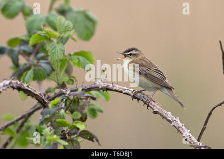 Schilfrohrsänger (Acrocephalus Schoenobaenus) Stockfoto