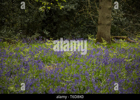 Bluebells in Wäldern in Großbritannien auf einem sonnigen April Tag, saisonale Wetter und Blumen in Großbritannien, ein Teppich aus bluebells in einem englischen Wälder. Stockfoto