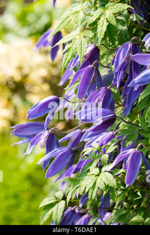 Clematis alpina 'Cyanea' Stockfoto