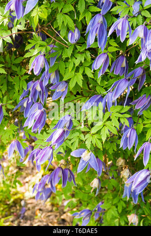 Clematis alpina 'Cyanea' Stockfoto