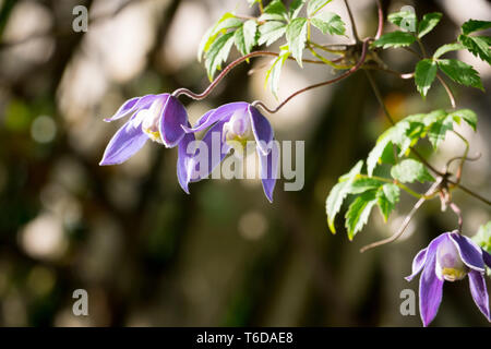 Clematis alpina 'Cyanea' Stockfoto