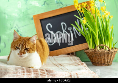 Kalligraphische Inschrift hand Schrift Buchstaben Feder auf Schwarze Schiefertafel stehen auf grün Betonoberfläche mit gelben Blüten Narzissen im Korb Stockfoto