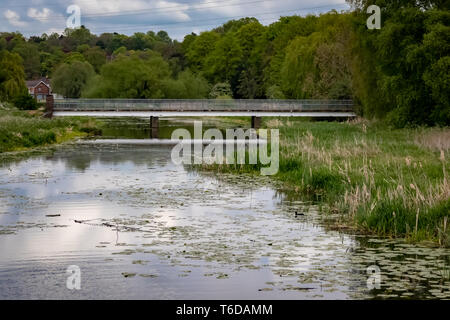 Cherry Blossom fallen von den Bäumen an stapenhill Gärten und Trent Washlands. Burton upon Trent. Staffordshire. England Stockfoto