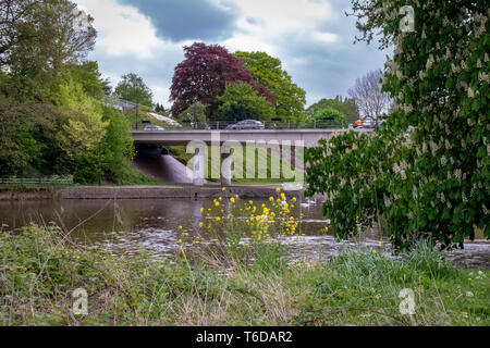 Cherry Blossom fallen von den Bäumen an stapenhill Gärten und Trent Washlands. Burton upon Trent. Staffordshire. England Stockfoto