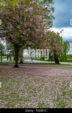 Cherry Blossom fallen von den Bäumen an stapenhill Gärten und Trent Washlands. Burton upon Trent. Staffordshire. England Stockfoto