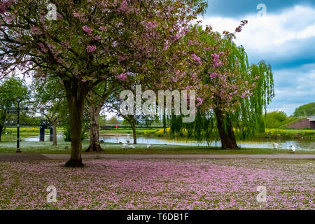 Cherry Blossom fallen von den Bäumen an stapenhill Gärten und Trent Washlands. Burton upon Trent. Staffordshire. England Stockfoto