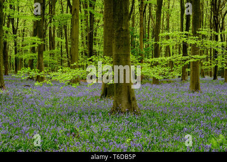 Micheldever Woods im Frühjahr anzeigen Bluebells und Buche Winchester, Hampshire England Großbritannien Stockfoto