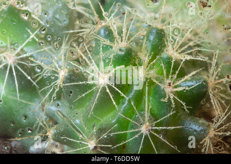 Mini saftigen Garten in Glas terrarium auf der Fensterbank. Home Dekoration. Gewächshaus mit Wassertropfen Stockfoto