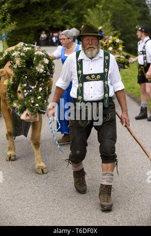 Traditionelle und jährliche Fahren auf eine Herde von Kühen mit Hirten in traditioneller Kleidung zu stabilen, Bayern, Deutschland Stockfoto