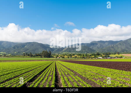 Landwirtschaftliche Szene von einem Bereich der roten und grünen Salat mit Zeilen, die Perspektive auf ein Gebirge in der Salinas Valley, Kalifornien Stockfoto