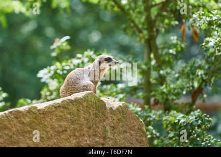 Ein Erdmännchen, sitzend auf einem Fels Stockfoto