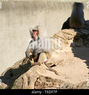 Ein pavian sitzt auf einem Felsen Stockfoto