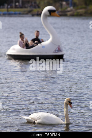 Mute swan oder White Swan Cygnus olor, Deutschland Stockfoto