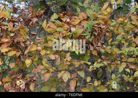 Herbst Blätter auf Buche hedge Stockfoto