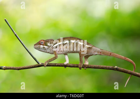 Schönen Panther chameleon, Madagaskar Stockfoto