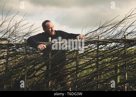 Lächelnd bärtiger Mann, Bill hook Neben einem neu erbauten traditionellen Hedge stehen. Stockfoto