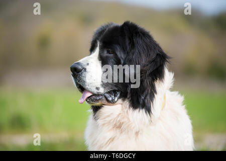 Landseer Hund reine Rasse Stockfoto