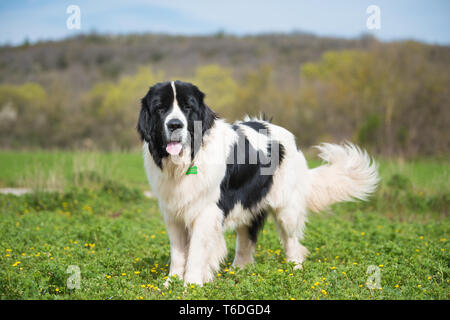 Landseer Hund reine Rasse Stockfoto