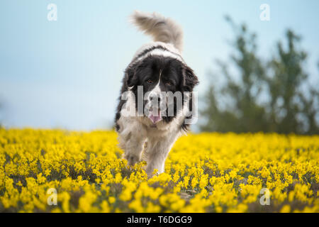 Landseer Hund reine Rasse Stockfoto