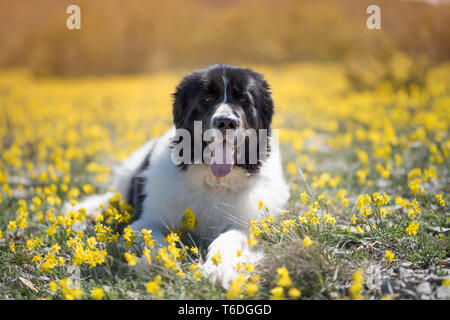 Landseer Hund reine Rasse Stockfoto