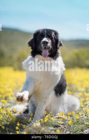 Landseer Hund reine Rasse Stockfoto
