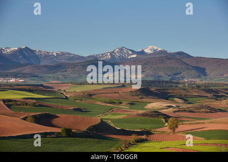 30/4/19 Weinberge und Getreide Felder in der Nähe von Azofra (La Rioja), Spanien. San Lorenzo, La Rioja höchsten Berg auf 2271 m, können im Hintergrund gesehen werden. P Stockfoto