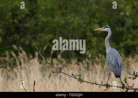 Heron auf einem Zweig Stockfoto