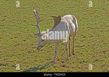 Damwild Cervus Dama Captive Stockfoto