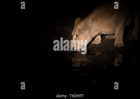 Eine Löwin, Panthera Pardus, unten kauert in der Nacht und Getränke aus einem Wasserloch, Zunge raus, erleuchtet von Spotlight Stockfoto