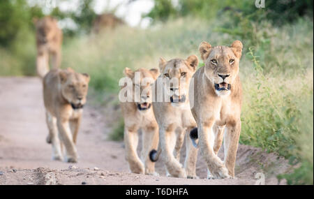 Ein Stolz der Löwen, Panthera Pardus, Spaziergang in einer Zeile nach einem Sandweg durch grüne Gras flankiert, auf der Suche aus dem Rahmen, Mund offen Stockfoto