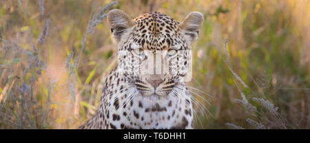 Ein leopard Kopf, Panthera Pardus, direkter Blick, Braun und Grün langes Gras im Hintergrund Stockfoto