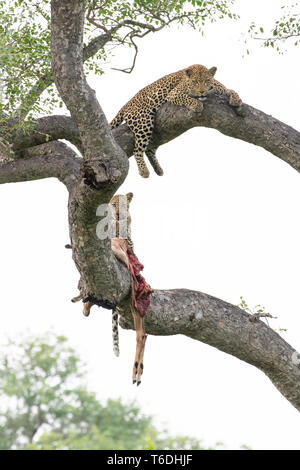 Eine Mutter und ihr Junges, Leopard Panthera Pardus, liegen auf Ästen mit einem impala Aepyceros melampus töten, Stockfoto