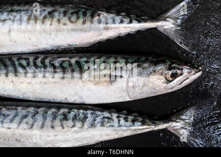 Hohen Winkel in der Nähe von drei frische Makrele fischen. Stockfoto