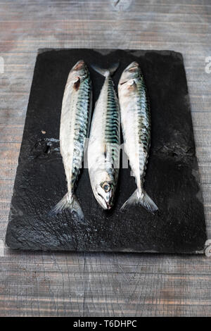 Hohen Winkel in der Nähe von drei frische Makrele Fisch auf schwarzem Schiefer. Stockfoto