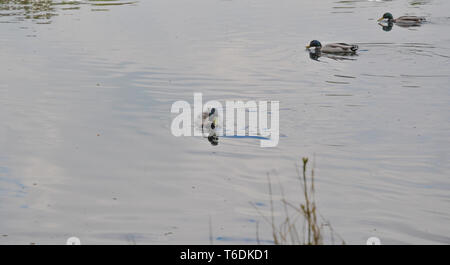 Drei Enten schwimmen im Wasser Stockfoto