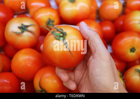 Des Menschen Hand Kommissionierung ein frische reife Tomaten aus dem Stapel Stockfoto