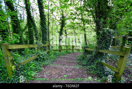 Grünen Wald Stockfoto