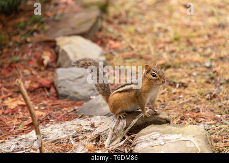 Adorable chipmunk in Québec, Kanada Stockfoto