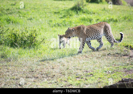 Weibliche Leopard (Panthera pardus) und Cub. Dies ist die Frau als Bild bekannt, in der OLARE Motorogi Conservancy, Kenia am Rand der Masai Mara. Stockfoto