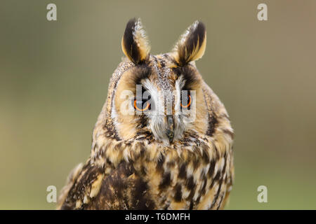 Eine Nahaufnahme Porträt einer langen Eared Owl (Asio otus). In Welshpool, South Wales, Großbritannien Stockfoto