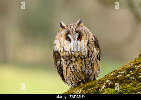 Eine Nahaufnahme Porträt einer langen Eared Owl (Asio otus). In Welshpool, South Wales, Großbritannien Stockfoto