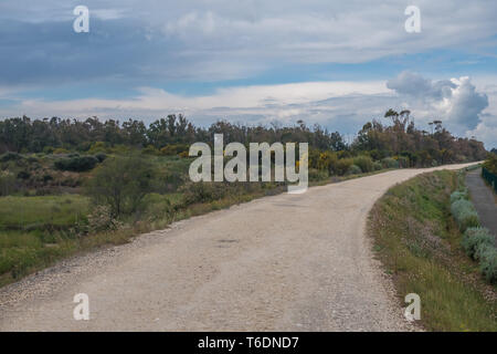 Riesige Kolonien von rosa Flamingos auf der outskitrs der Stadt Cagliari, Sardinien, Italien. Molentargius Saline Regional Park. Stockfoto