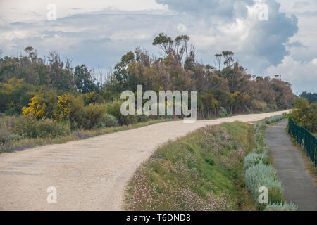 Riesige Kolonien von rosa Flamingos auf der outskitrs der Stadt Cagliari, Sardinien, Italien. Molentargius Saline Regional Park. Stockfoto