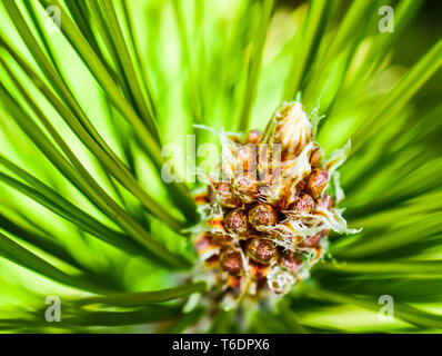 Closeup (Makro) Blick auf Red Pine (Pinus resinosa) Männliche Pollen Kegel (pinienzapfen) im frühen Frühjahr Stockfoto