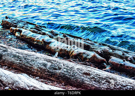 Schöne Küste Blick auf Wald und Wasser - Die abgestürzten und Ertrank Logs (Wellen Holz) Der stark bewaldeten Suttle Lake in zentralen Oregon Stockfoto