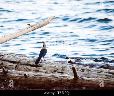 Die Erwachsenen Steller Jay (Cyanocitta stelleri) Anmelden thront, während der Küstenlinie von Suttle Lake, Oregon Stockfoto