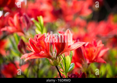 Brilliant Orange Azalea Stockfoto