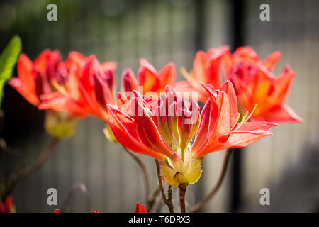 Brilliant Orange Azalea Stockfoto