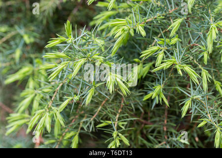 Jspring uniper Bush Zweige closeup Stockfoto